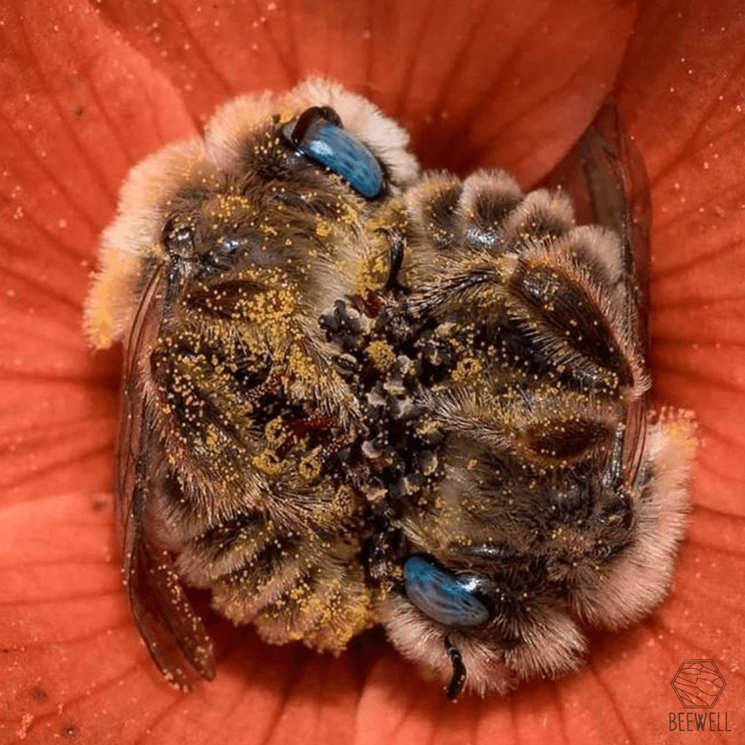Препараты для пчел от варроатоза