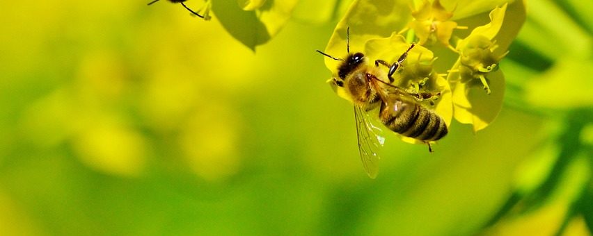 Роль бджіл у форестрі: значення та вплив на екосистему