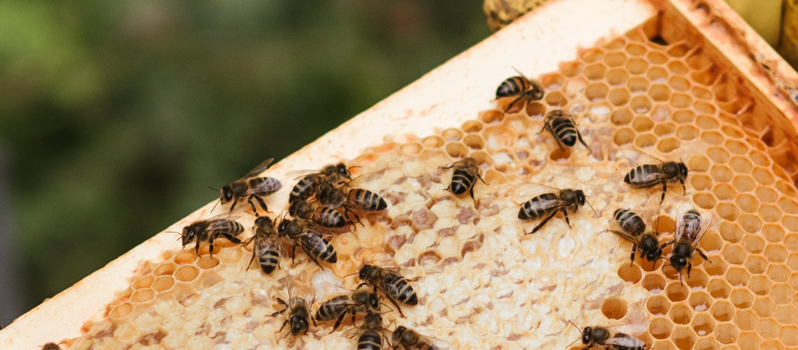 Основні причини виходу бджіл з вулика